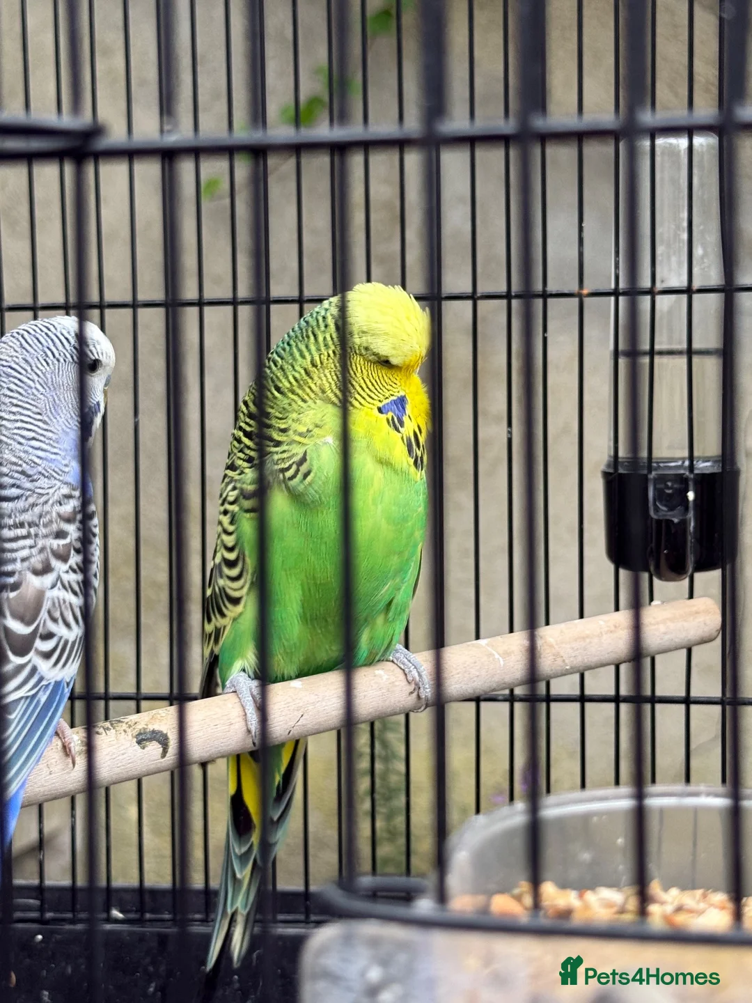 Budgerigars birds for sale: Pair of Budgies with Cage – £40 🐦 | in Leeds - Advert 4