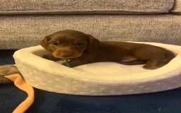 Miniature Dachshund dogs for sale: Long Haired Miniature Dachshunds Chocolate and Tan - Image 12