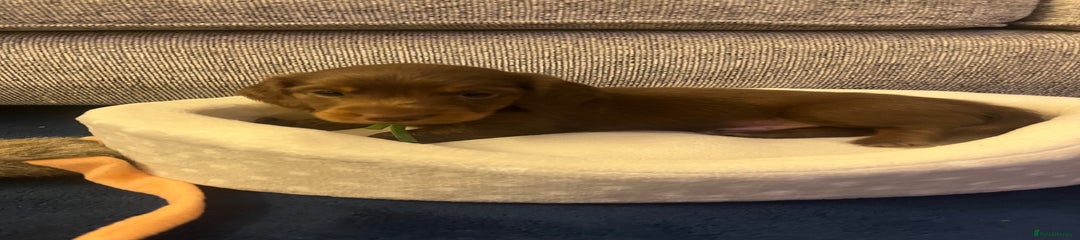 Miniature Dachshund Puppy 4