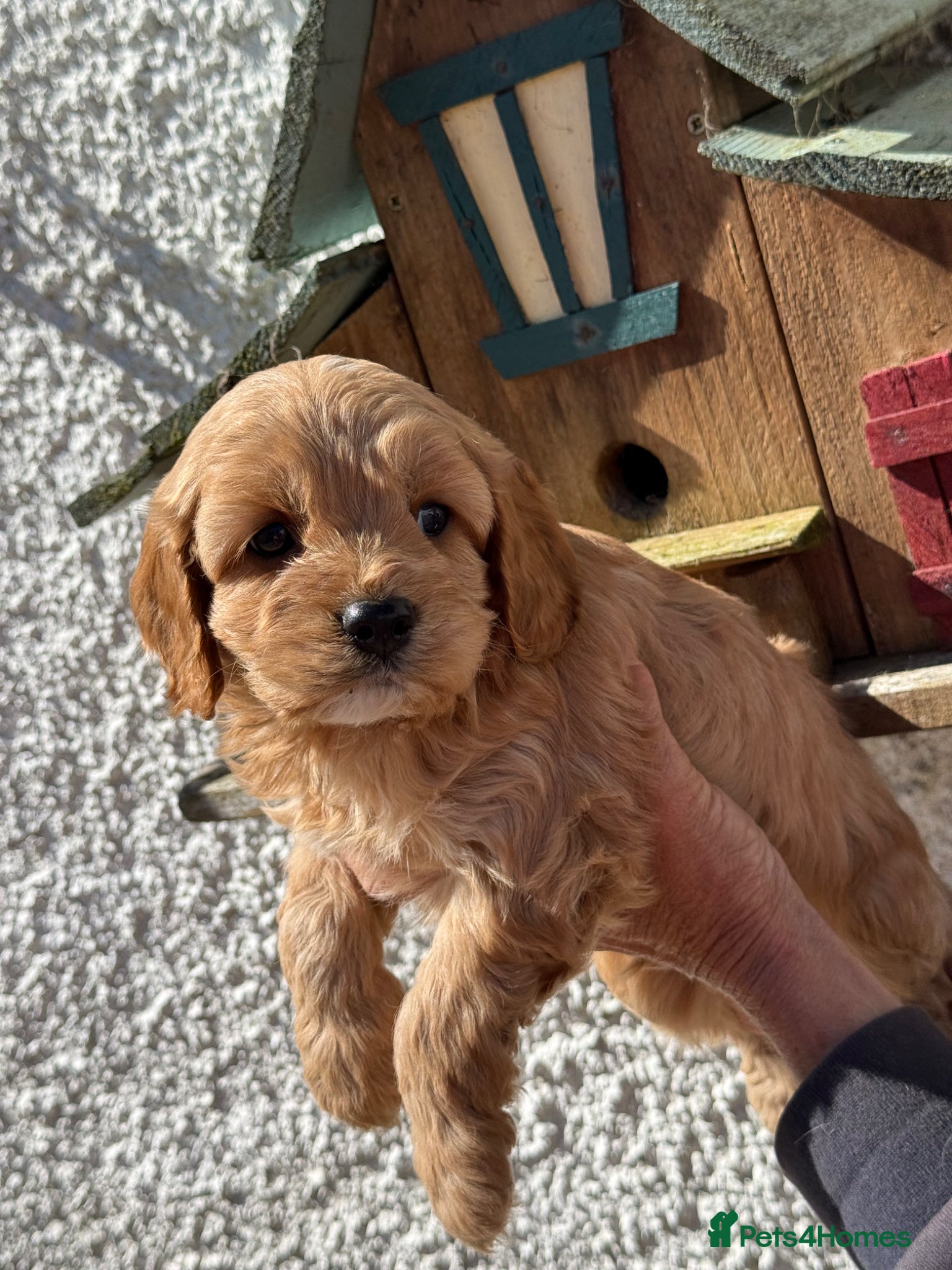 Cavapoo dogs Stunning F1 Cavapoos - Advert 1