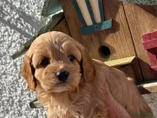 Cavapoo dogs Stunning F1 Cavapoos - Advert 1