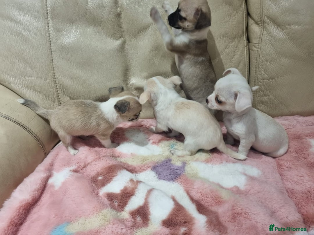 Chihuahua dogs for sale: Chihuahua puppies for sale  - Image 20