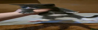 Domestic Shorthair Kitten 2