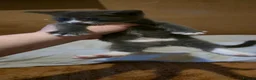Domestic Shorthair cats for sale: Beautifull 9 kittens ready for 26th of May 2026 - Advert 5