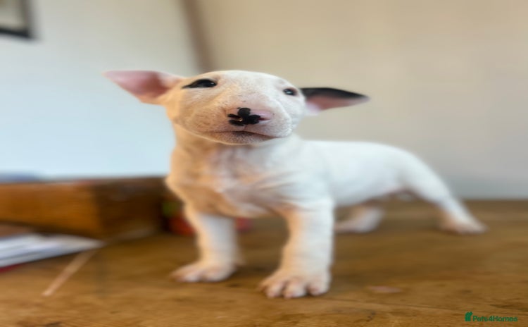 English Bull Terrier dogs - Advert 1