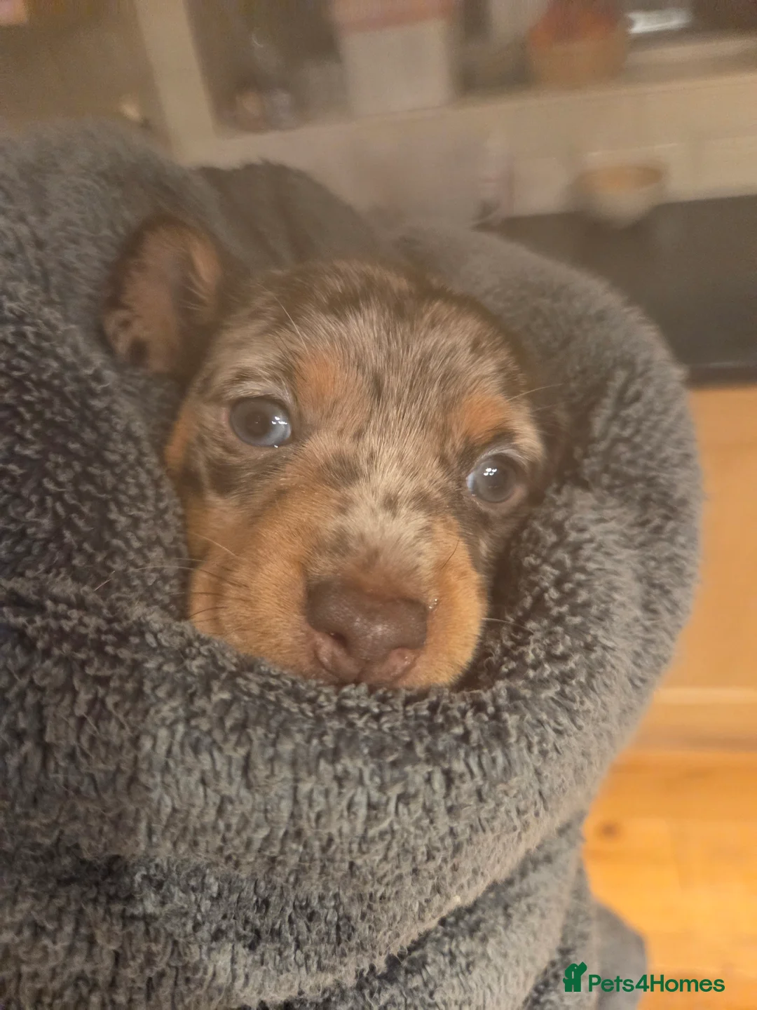 Dachshund dogs for sale: Beautiful mixed colour dachshunds - Advert 2