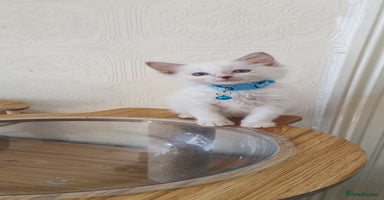 Ragdoll cats - Advert 11