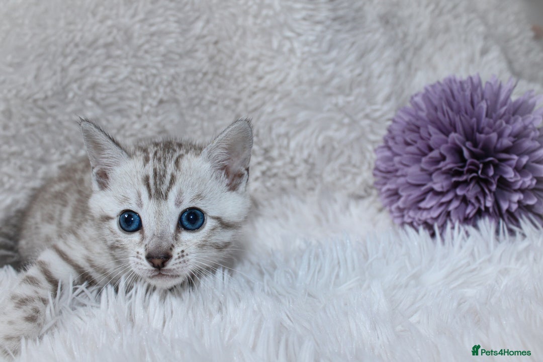 Bengal cats for sale: 🏆OUTSTANDING SHOW WINNING BENGALS KITTENS🔥 - Image 7