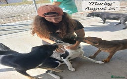 Mixed Breed dogs for adoption: Marley, approx 7 months. Available for adoption. - Image 9