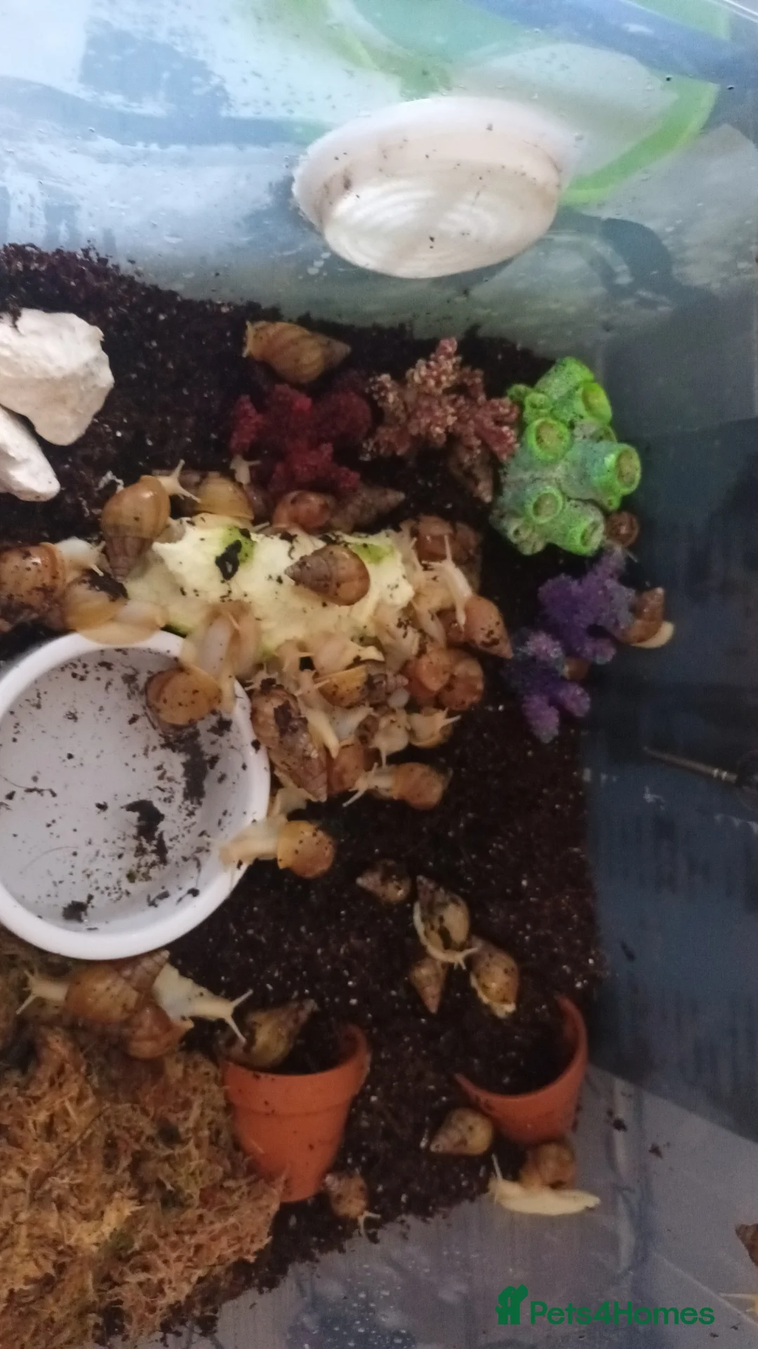 Snails invertebrates for sale: Giant African Land Snails  - Advert 1