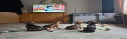 Dachshund dogs for sale: 3 dachshund puppies available  in Horley - Advert 4