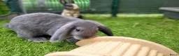 Mini Lop rabbits for sale: Beautiful Mini Lop Mix Rabbits - READY THURSDAY  - Advert 20