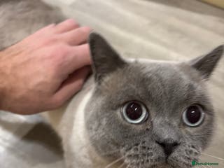 British Shorthair cats British shorthair - Advert 1