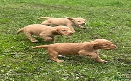 Cocker Spaniel dogs for sale: 7 gorgeous cocker spaniel puppies - Image 11