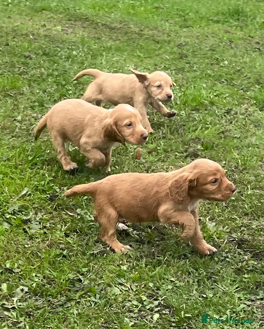 Cocker Spaniel dogs for sale: 7 gorgeous cocker spaniel puppies - Image 11