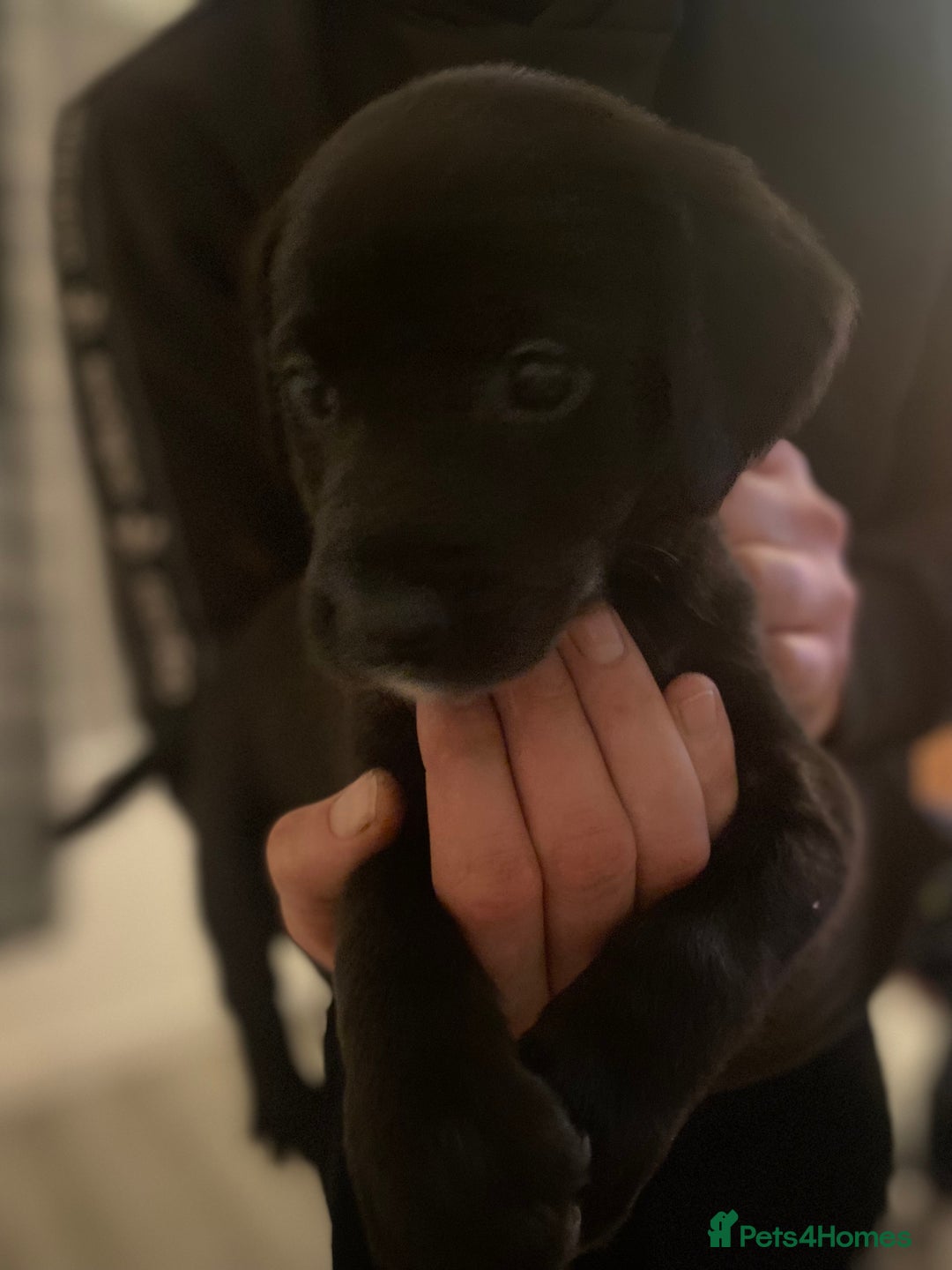Springador dogs for sale: Labrador puppies - Advert 19