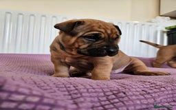 Shar Pei dogs for sale: Shar Pei puppies (READY TO GO NOW) - Image 18