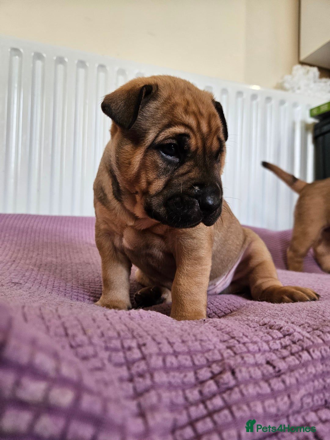 Shar Pei dogs for sale: Shar Pei puppies (READY TO GO NOW) - Image 18