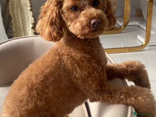 Cavapoo dogs Beautiful Apricot Cavapoo– Loving, Well-Trained - Advert 2
