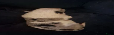Border Collie 3