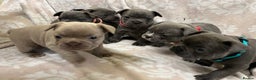 French Bulldog dogs for sale: Lovely Frenchies  - Advert 36