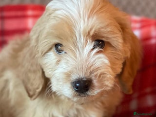 Cockapoo dogs 1 ADORABLE COCKAPOO GIRL LEFT - Advert 5