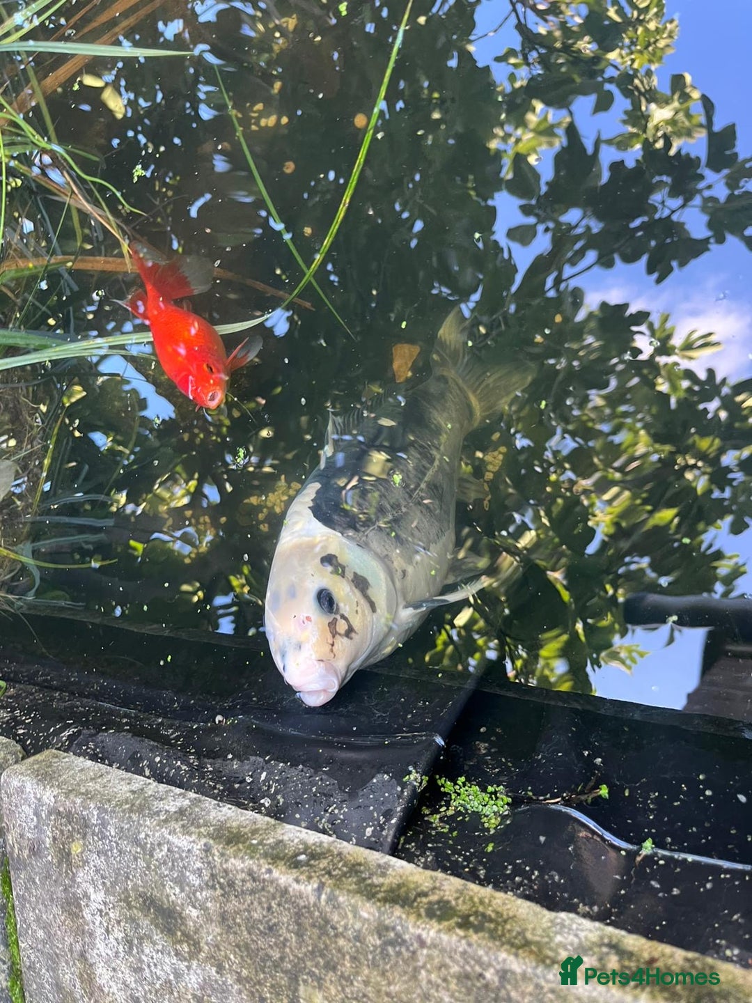 Koi Carp fish for sale: 3 Koi fish for sale - Image 20