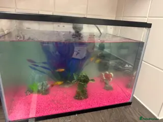 Mollies fish 4 fish - Advert 1