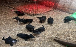Mixed Breed dogs for sale: Collie/shepherd mix pups  - Image 2