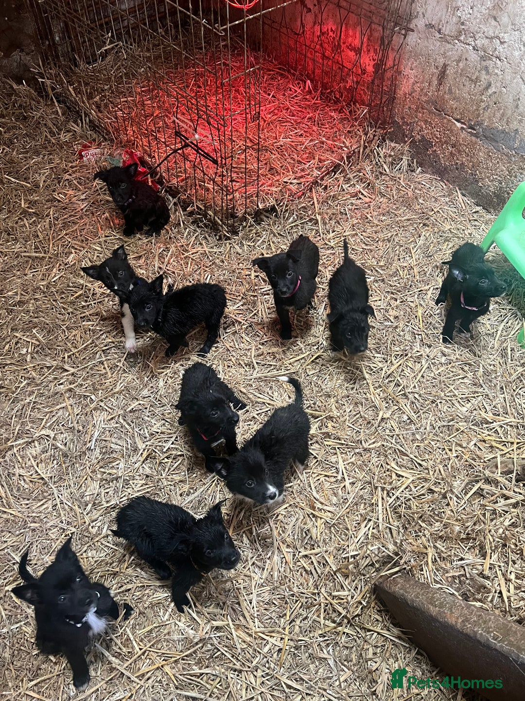 Mixed Breed dogs for sale: Collie/shepherd mix pups  - Image 2
