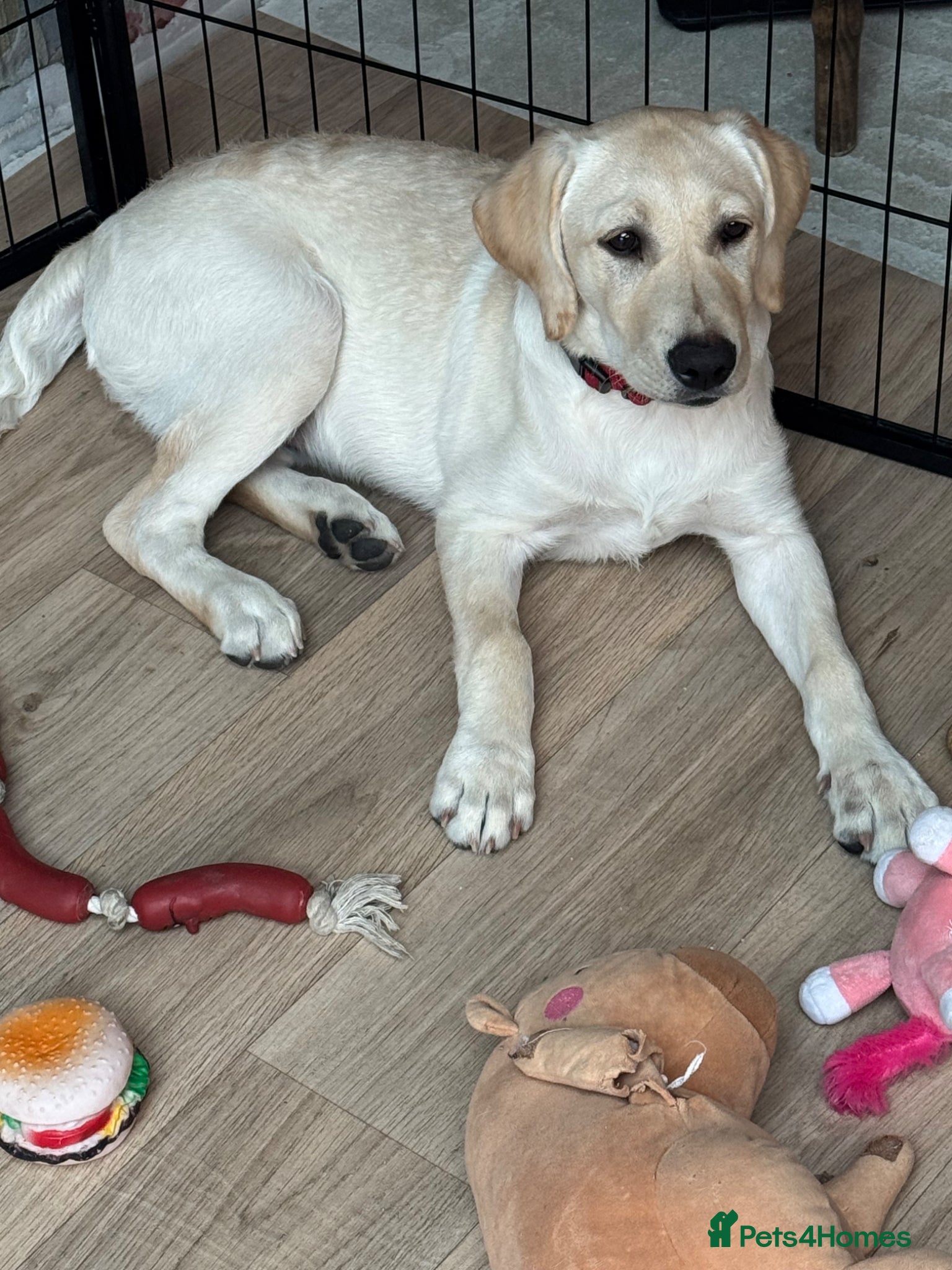 Labrador Retriever dogs Meet Your New Best Friend: 4-Month-Old Lab Puppy! - Advert 1