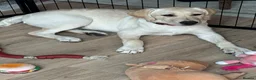 Labrador Retriever dogs for sale: Meet Your New Best Friend: 4-Month-Old Lab Puppy! in Bexleyheath - Advert 1