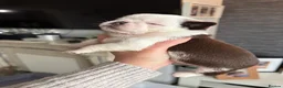 Pug dogs for sale: Kc lilac and choc pugs - 5 star licenced breeder - Advert 28