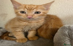 Domestic Shorthair cats for sale: 6 kittens ready for sale, 2 months old - Image 12