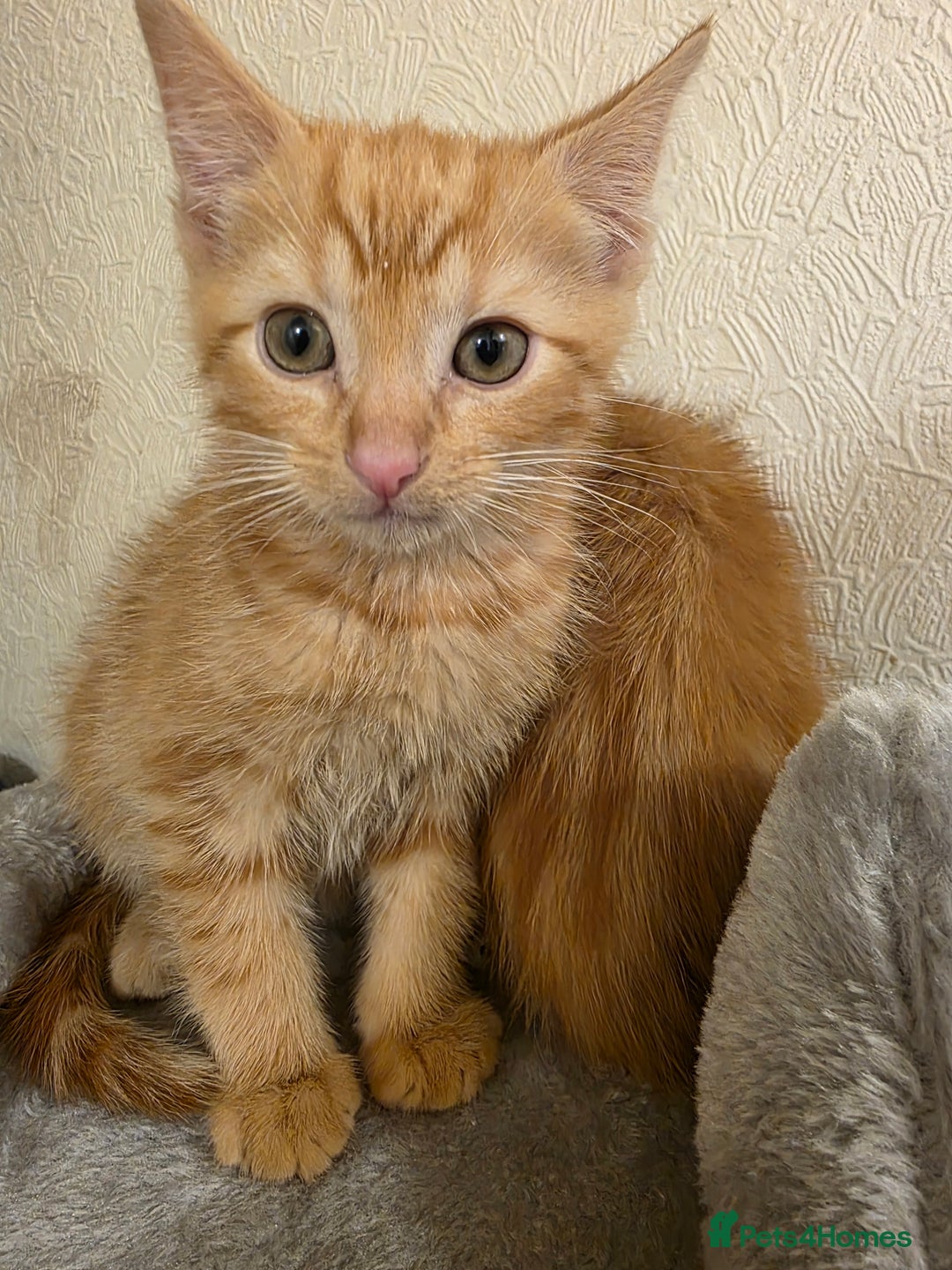 Domestic Shorthair cats for sale: 6 kittens ready for sale, 2 months old - Image 12