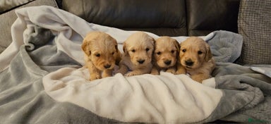 Golden Retriever dogs - Advert 1