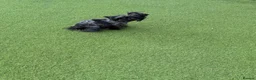 Yorkshire Terrier dogs for sale: Stunning Yorkshire terrier puppies 🩵🩷 - Advert 31
