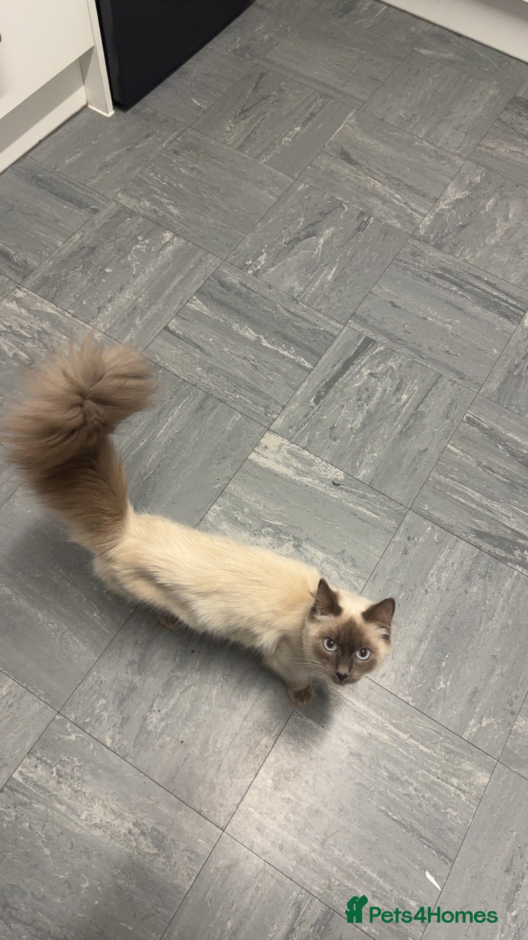 Mixed Breed cats for sale: Kitten 1 male 1 female  - Advert 5