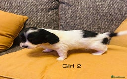 Mixed Breed dogs for sale: Adorable doxiepoo puppies  - Image 11