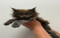 Maine Coon cats for sale: TICA registered Maine Coon Kittens  - Image 1