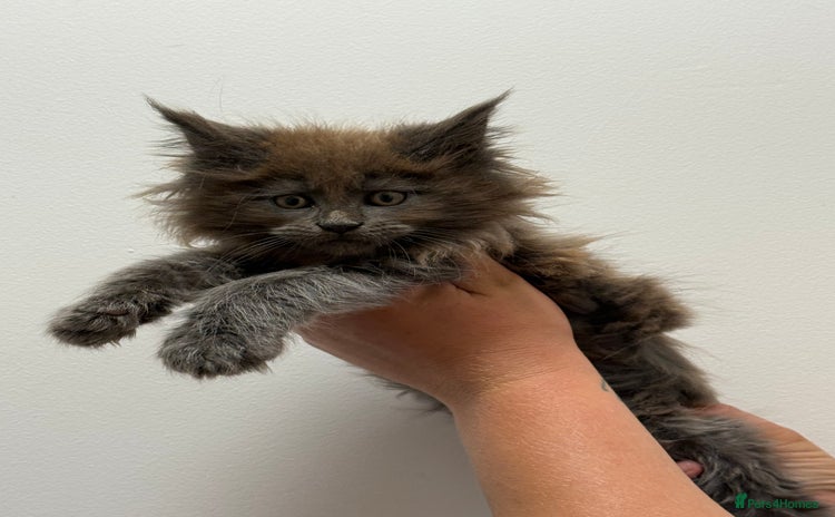 Maine Coon cats - Advert 2