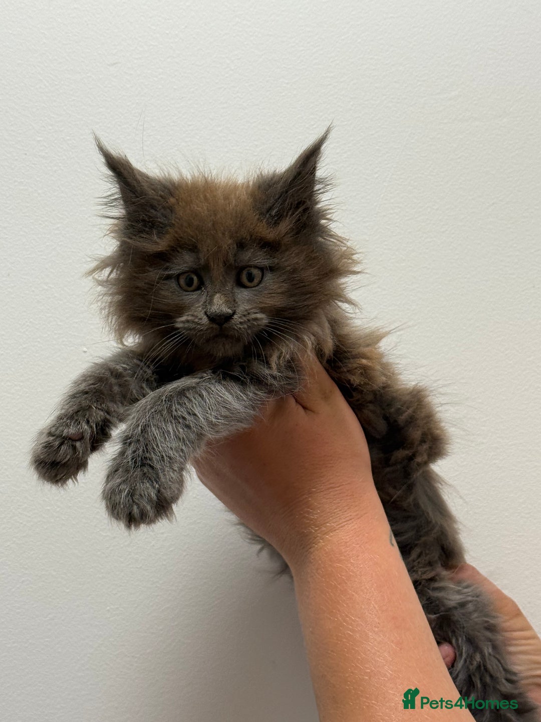 Maine Coon cats for sale: TICA registered Maine Coon Kittens  - Image 1