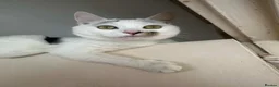 Turkish Angora cats for sale: Mando looking for a loving home - Advert 4