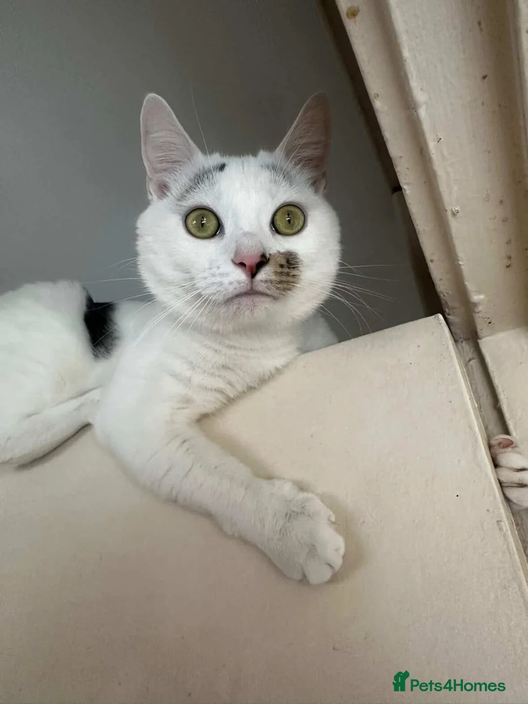 Turkish Angora cats for sale: Mando looking for a loving home - Advert 4