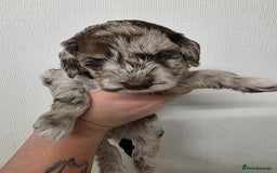 Cockapoo dogs for sale: F1b cockapoos 💜 health tested 🐶 - Image 5