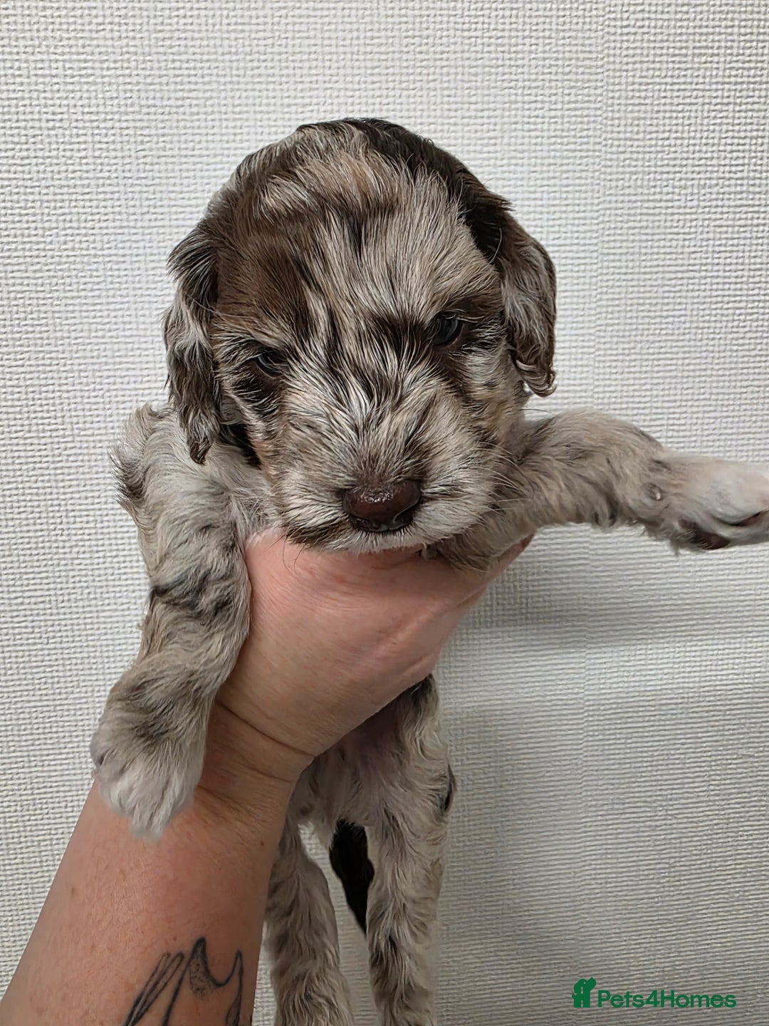 Cockapoo dogs for sale: F1b cockapoos 💜 health tested 🐶 - Image 5