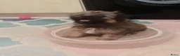 Shih Tzu dogs for sale: Pretty  girl  Shih Tzu in Boston - Advert 14