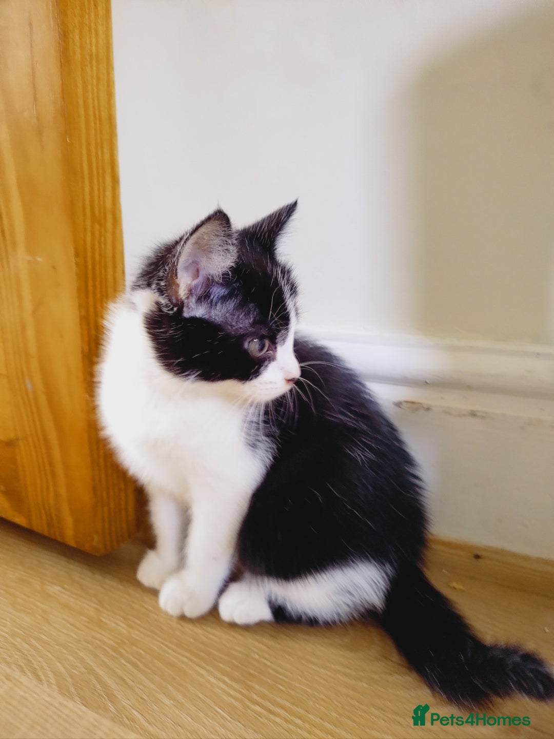 Domestic Shorthair cats for sale: Two female kittens looking for their forever homes - Image 5