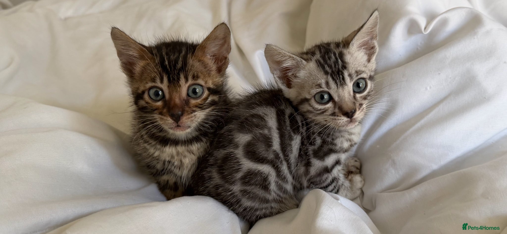 Bengal cats BENGAL 🔥 KITTENS TICA REGISTERED  - Advert 3