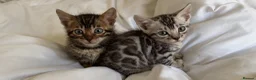 Bengal cats for sale: BENGAL 🔥 KITTENS TICA REGISTERED  - Advert 16